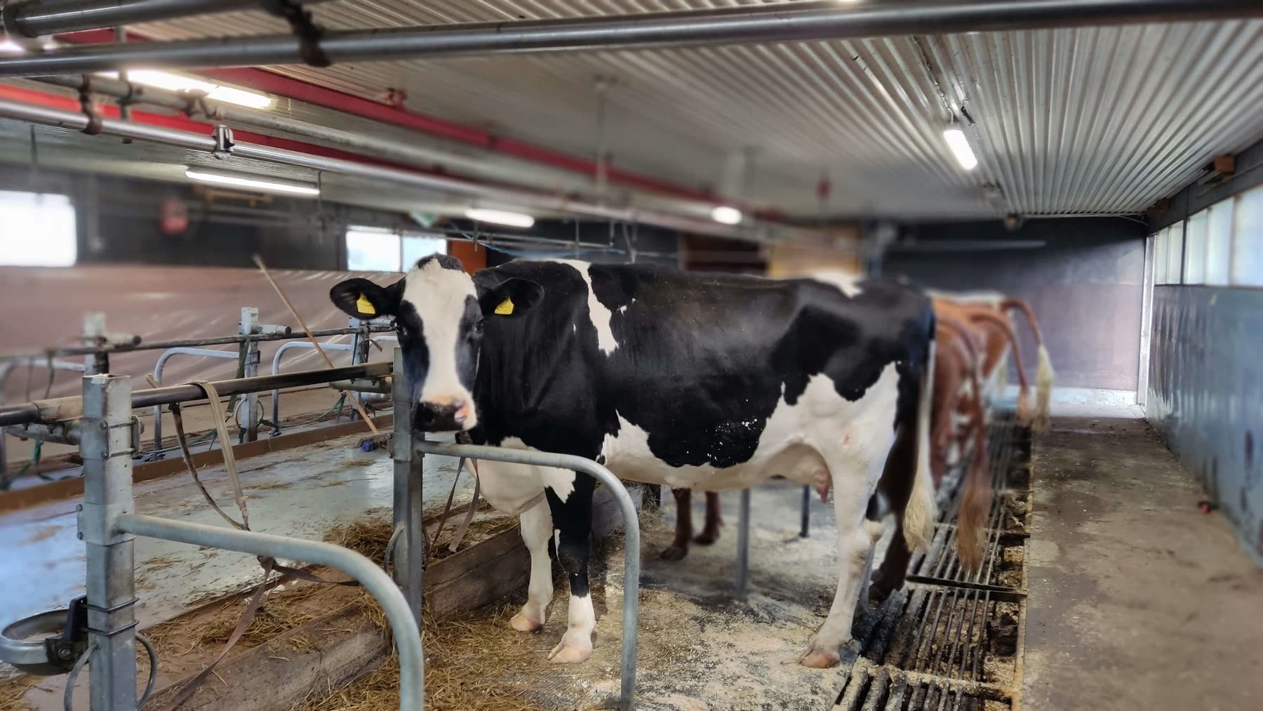 Dairy cows in a barn before milking